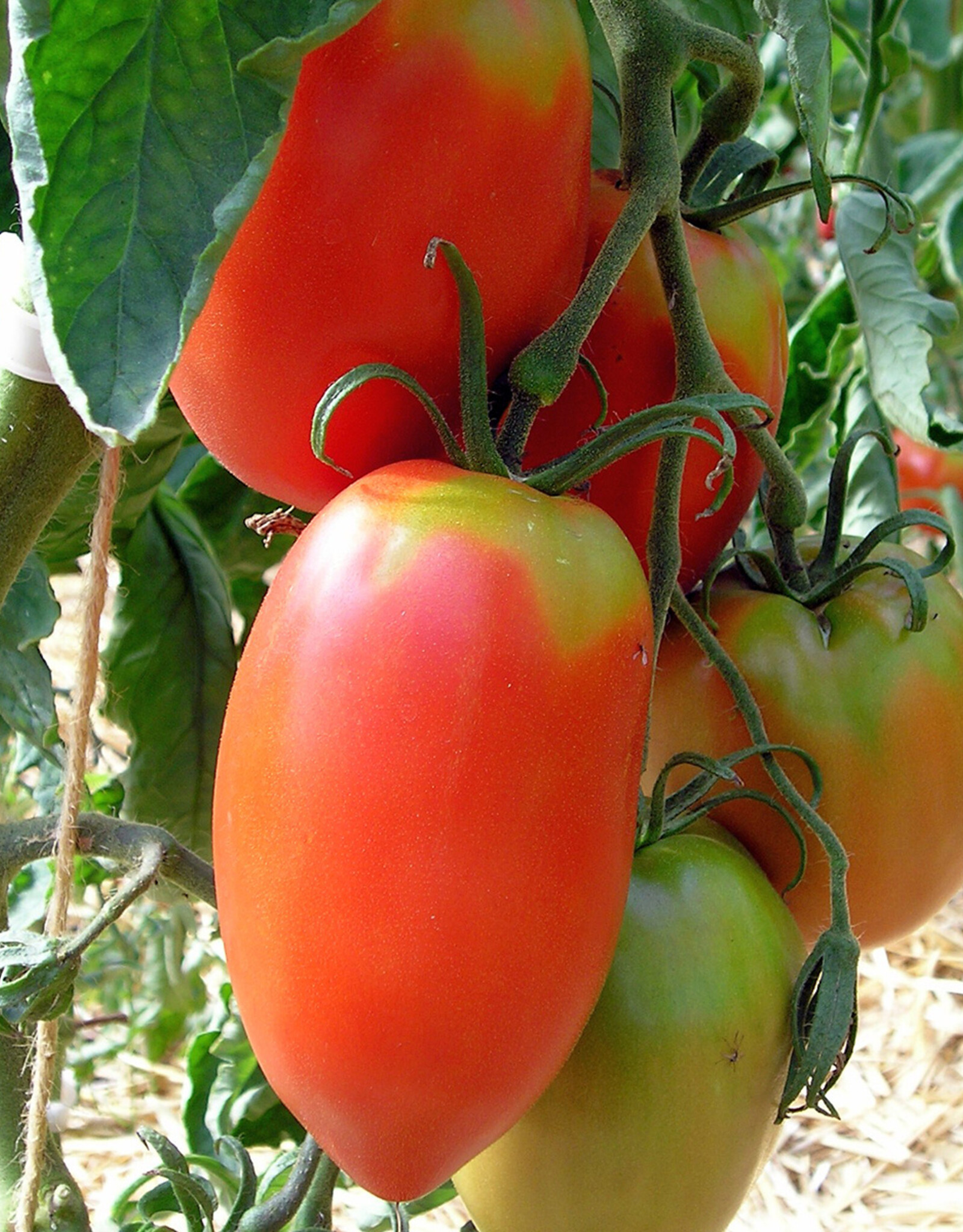Tomaat Amish - Pasta tomaat