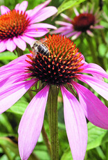 Bloem Rode zonnehoed