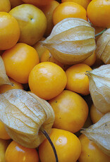 Kruisbes Schönbrunner gold