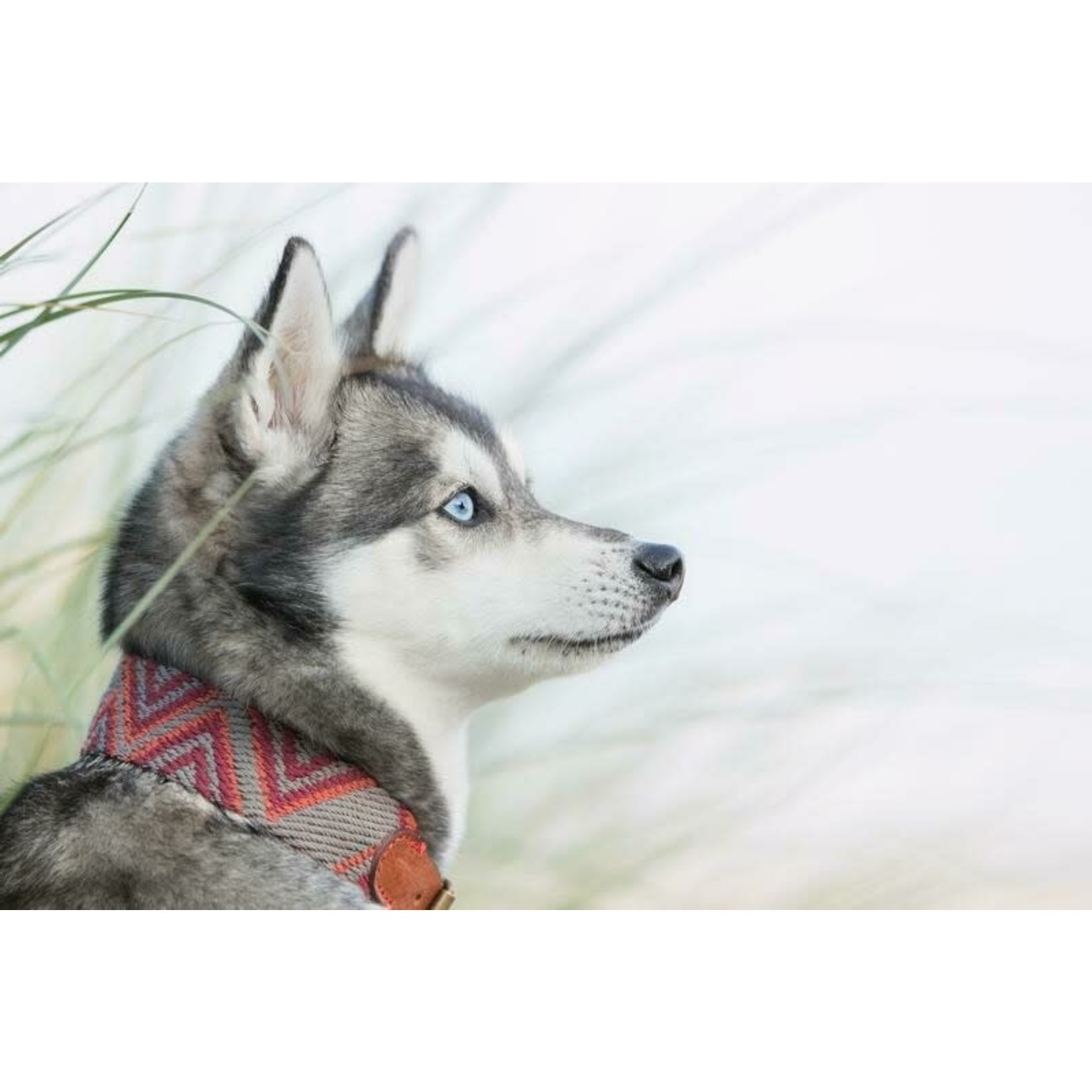 Buddys Peruvian Pikes