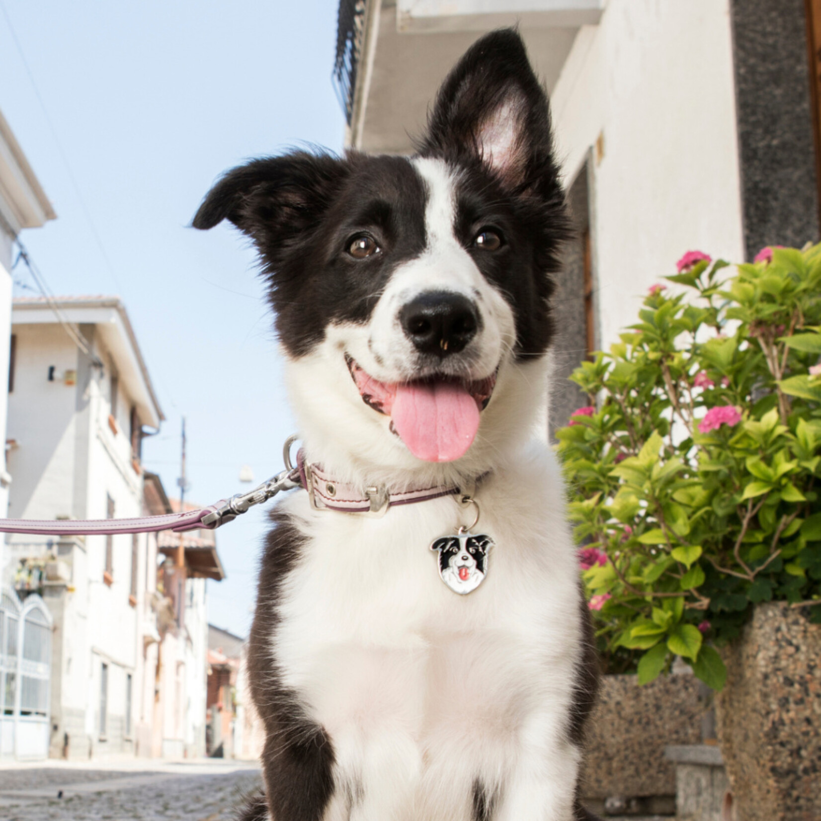 Myfamily Border Collie