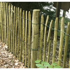 Kastanjepaal geschild 8/10cm