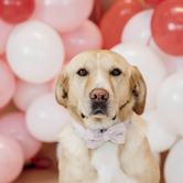 Bow tie velvet SOFTROSE