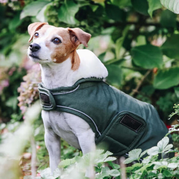 Kentucky Dog Coat Waterproof Green