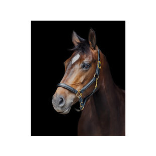 Halster leder ´Fancy´ - onderlegd FS noisette