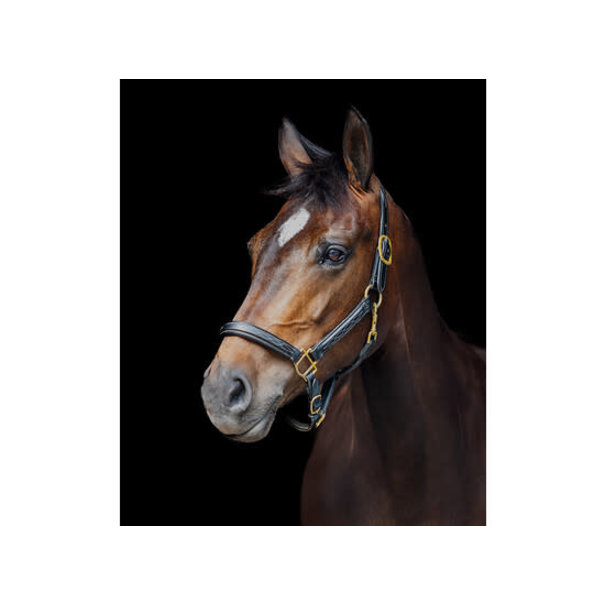 Lj Leathers Halster leder ´Fancy´ - onderlegd