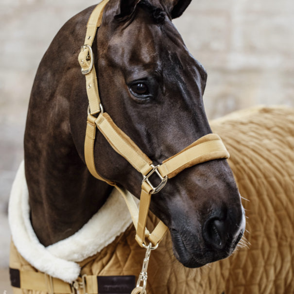 Kentucky Velvet Halter MUSTARD