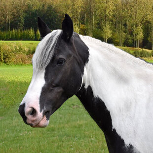 Paard