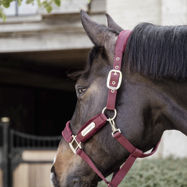 Kentucky Velvet Halter Bordeaux