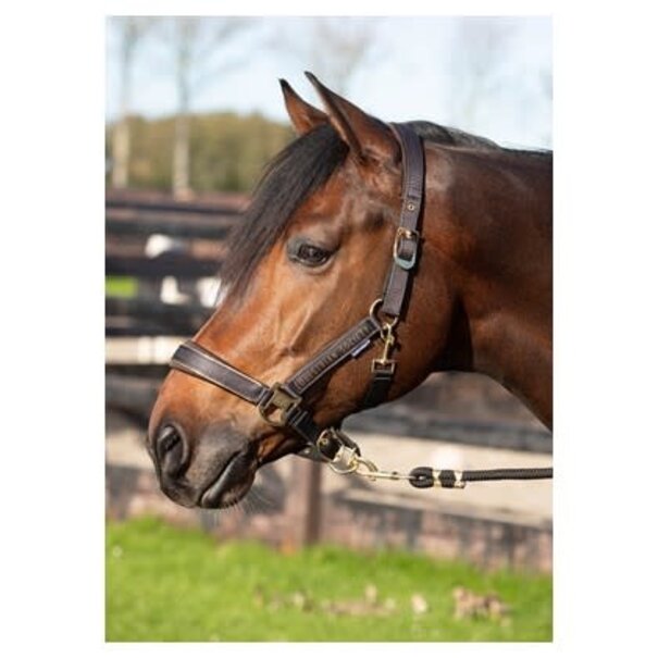 Harry's Horse Halsterset Kirchberg Winter 24