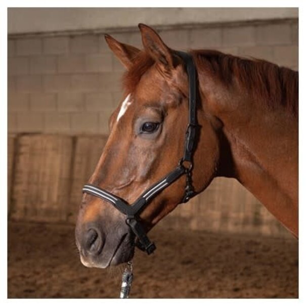 Harry's Horse Halster Leder Flash