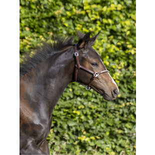 Halster Mini Crystal