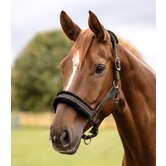 Elegant Halster