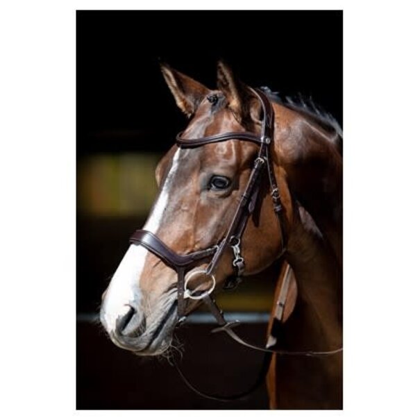 Harry's Horse Hoofdstel Release