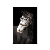 Halster leder ´Fancy´ Brown Cob