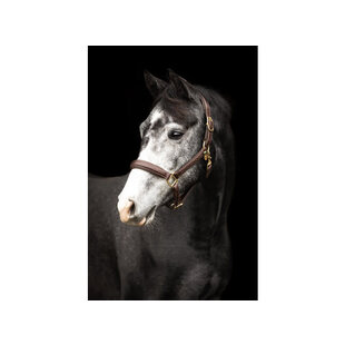 Halster leder ´Fancy´ Brown Cob
