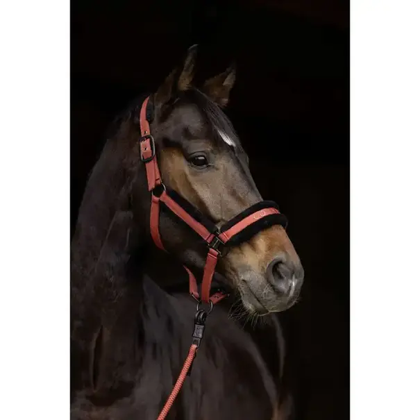 Covalliero Covalliero Halster + Touw