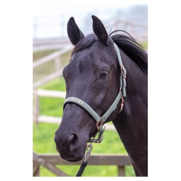 Harry's Horse Halster Bit