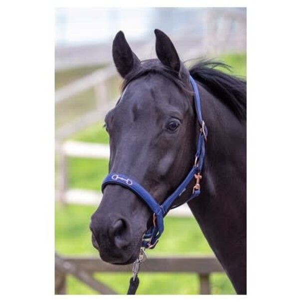Harry's Horse Halster Bit