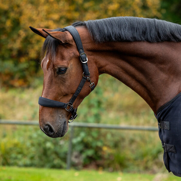 QHP Halsterset Avenna Black Neopren Padding