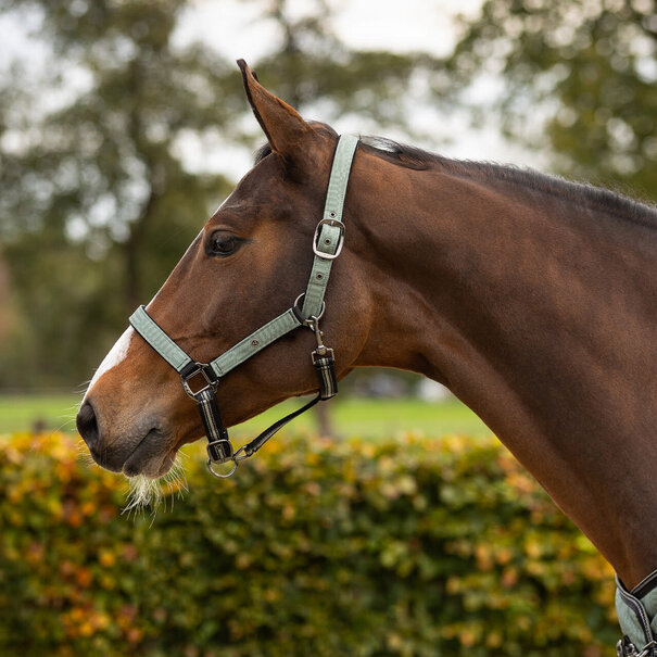 QHP Halsterset met turnout collection 2026