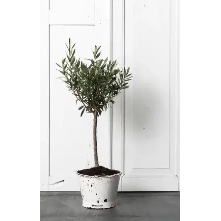 Must Living Must Living emmer Flower