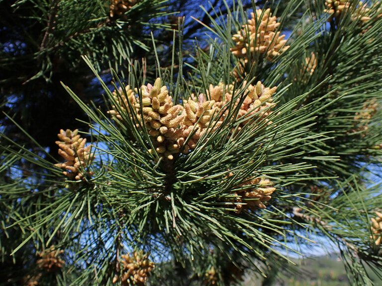 Noordzeep Noordzeep Sea Pine & Juniper