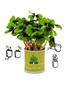 MacFlowers MacFlowers Small Grow Kit with Lucky Clover "Happy New Year!