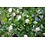 MacFlowers MacFlowers Small Growing Set with Real Bridal Myrtle