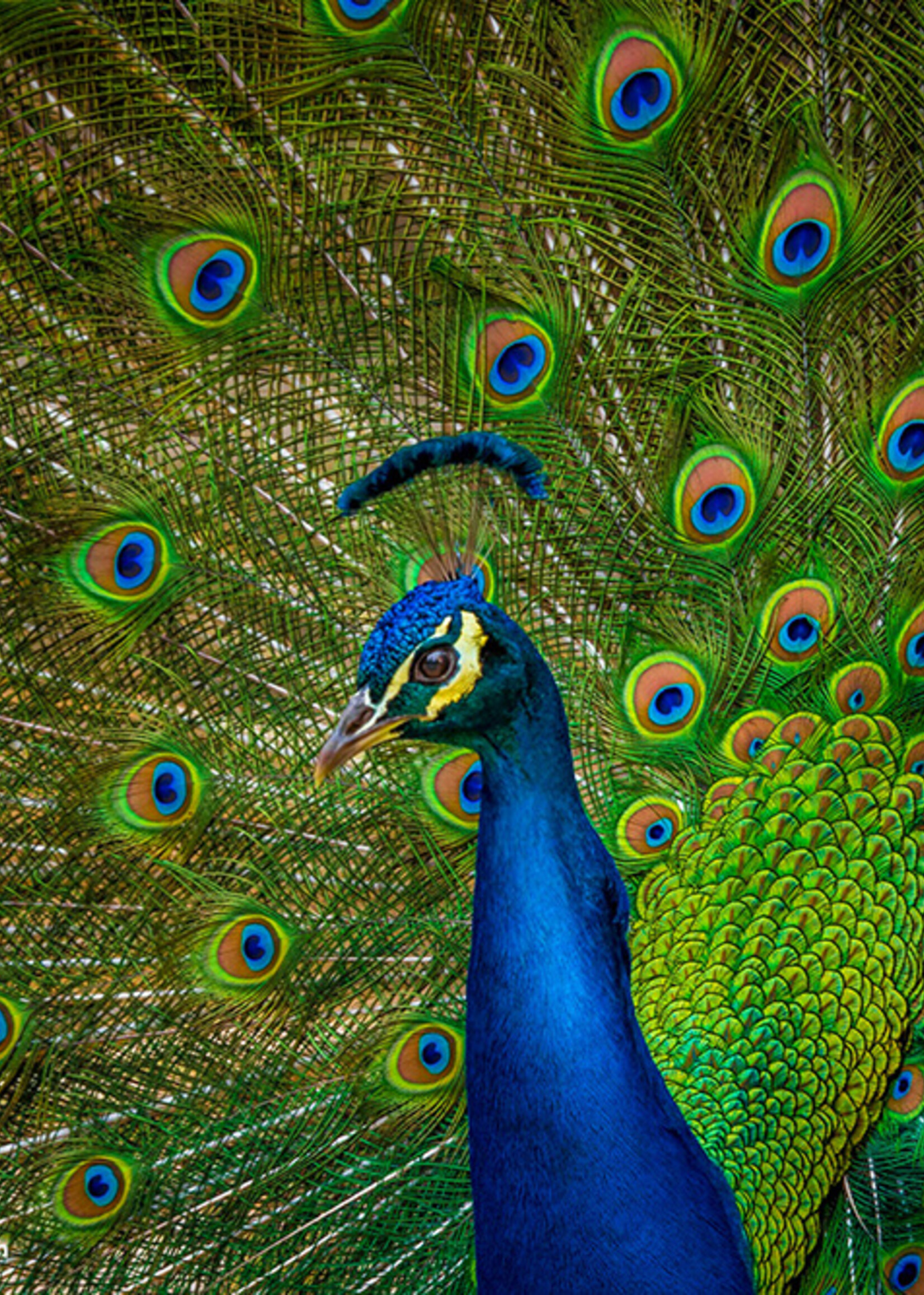 Paperblanks agenda 2026 Mini Dag -  Hafiz's Peacocks