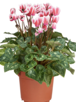 Cyclamen