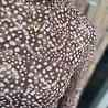 Ydence TOP WILLEMIJN BAMBI PRINT