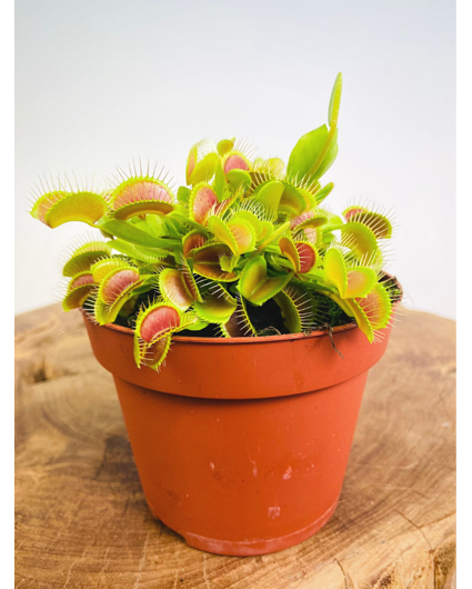 Vénus attrape-mouche est une carnivore plante cette captures insectes avec  articulé feuilles, fascinant scientifiques 23217065 Art vectoriel chez  Vecteezy