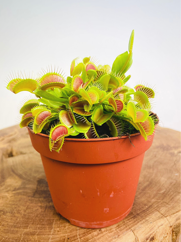 Venus flytrap - "grand" | ø 12 cm x ↕ 15 cm