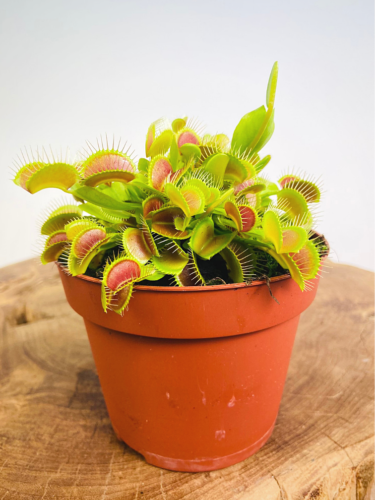 Venus Flytrap - "Large"  | ø 12 cm x ↕ 15 cm