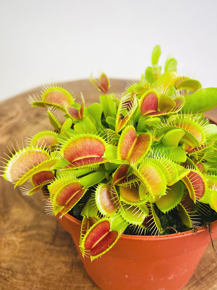 Dionaea Muscipula (Venus atrapamoscas) - "grande" | ø 12 cm x ↕ 10 cm