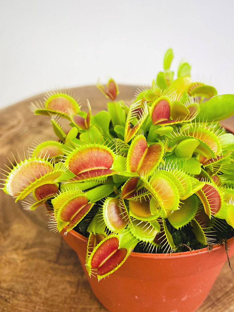 Venus flytrap - "grand" | ø 12 cm x ↕ 15 cm