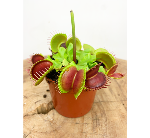 Dionaea Muscipula (Venusfliegenfalle) "rot" | ø 8,5 cm x ↕ 5 cm