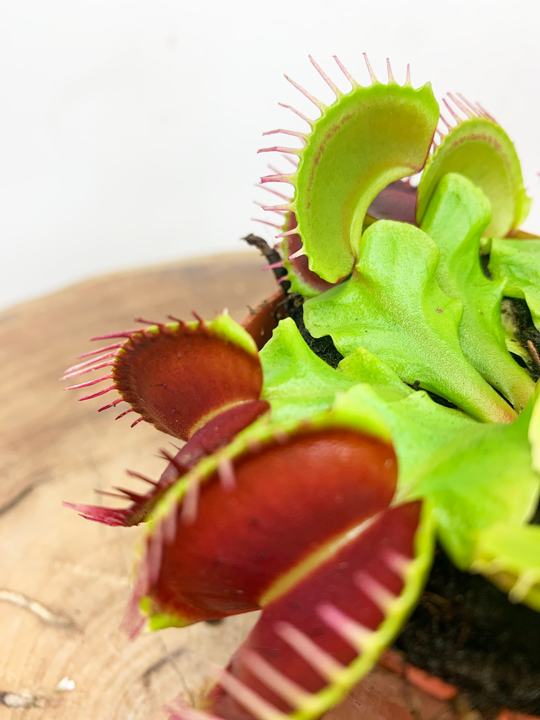Venus flytrap 'red'