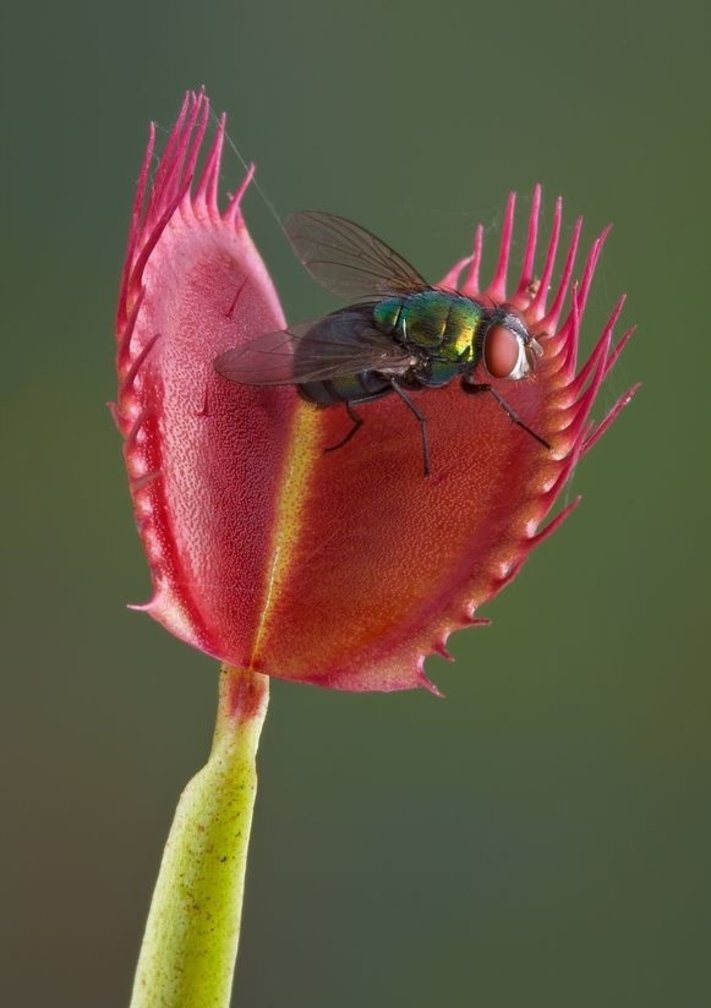 Dionaea Muscipula (Venus fly trap) "red" | ø 8,5 cm x ↕ 5 cm