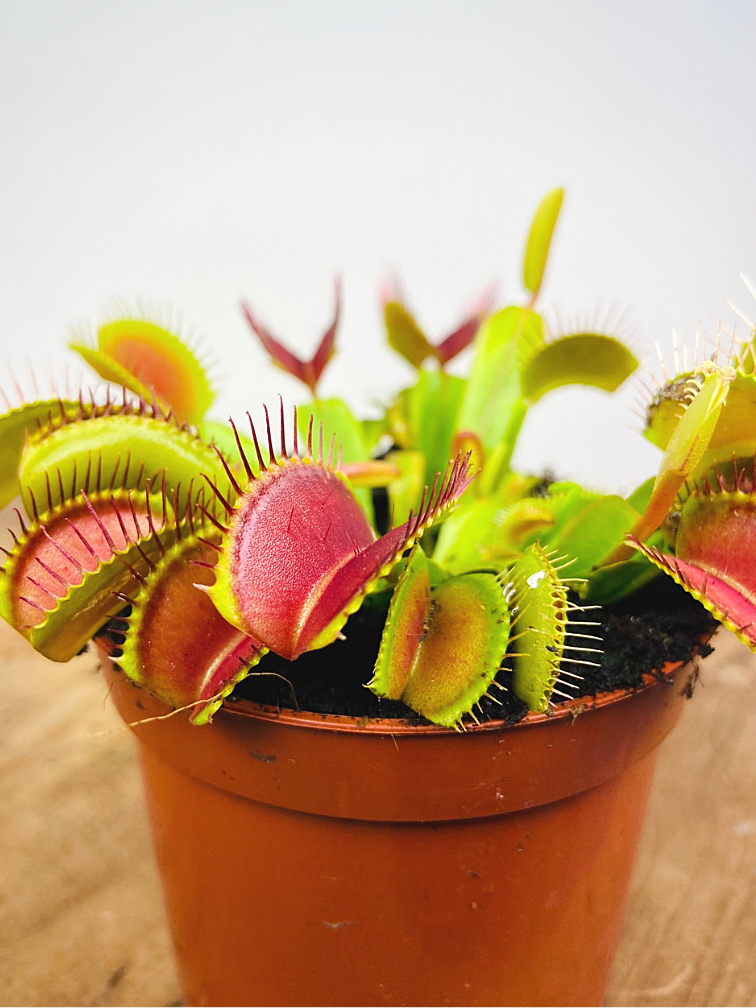 Dionaea Muscipula (Venus atrapamoscas) "rojo" | ø 8,5 cm x ↕ 5 cm