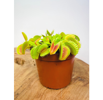 Venus flytrap "light red" | ø 8,5 cm x ↕ 10 cm