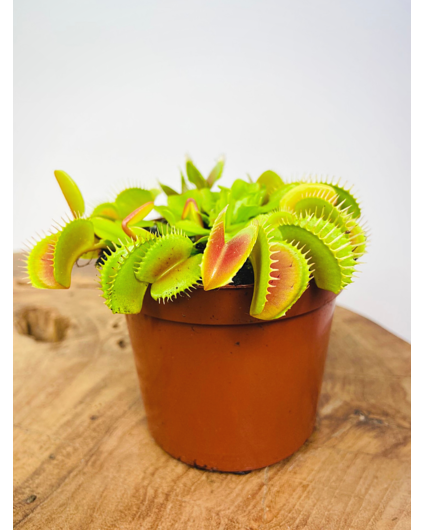 Venus flytrap "light red" | ø 8,5 cm x ↕ 10 cm