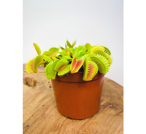 Dionaea Muscipula (Venusfliegenfalle) "hellrot" | ø 8,5 cm x ↕ 5 cm