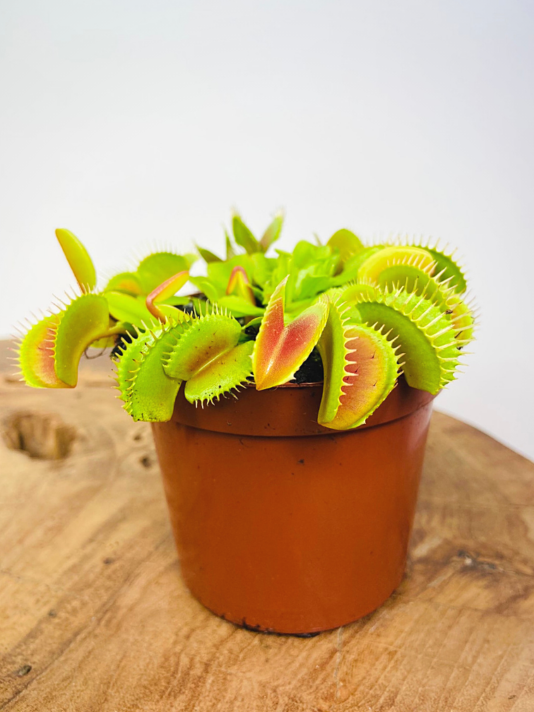 Venus flytrap "light red" | ø 8,5 cm x ↕ 10 cm