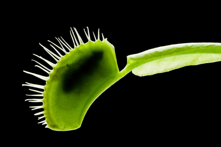 Venus flytrap "light red" | ø 8,5 cm x ↕ 10 cm