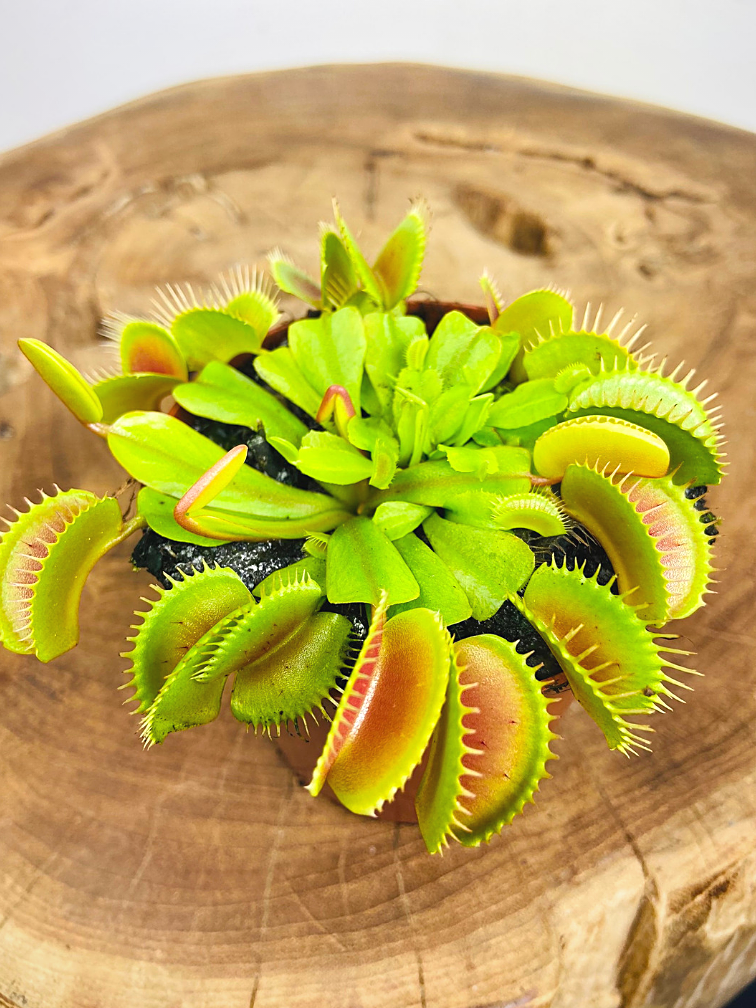 Venus flytrap "light red" | ø 8,5 cm x ↕ 10 cm