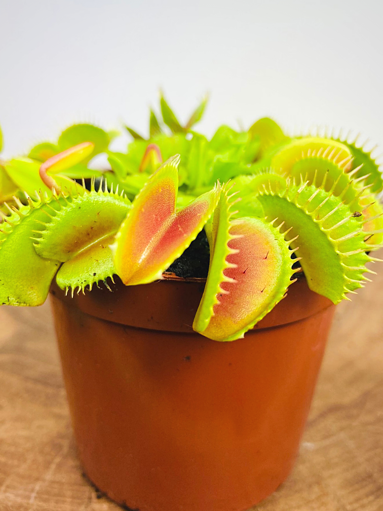 Dionaea Muscipula  (Venus atrapamoscas) "rojo claro" | ø 8,5 cm x ↕ 5 cm