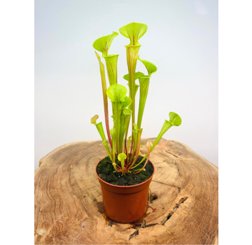 Sarracenia "Flava" | ø 8,5 cm x ↕ 15 cm