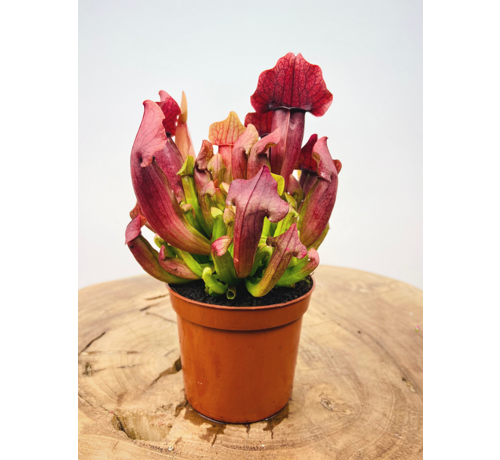 Trombetta pitcher 'Maroon'